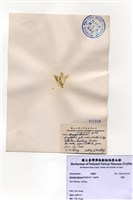 藏品(羽藻)的圖片